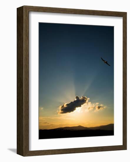Kestral at Sunset, Comeragh Mountains, County Waterford, Ireland-null-Framed Photographic Print