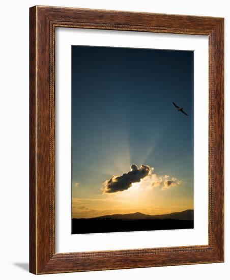 Kestral at Sunset, Comeragh Mountains, County Waterford, Ireland-null-Framed Photographic Print