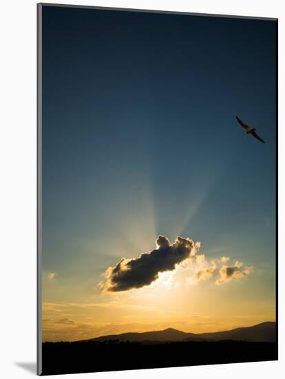 Kestral at Sunset, Comeragh Mountains, County Waterford, Ireland-null-Mounted Photographic Print