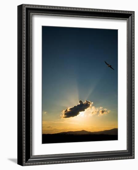 Kestral at Sunset, Comeragh Mountains, County Waterford, Ireland-null-Framed Photographic Print