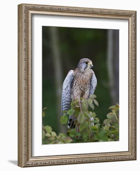 Kestrel, Captive, United Kingdom, Europe-Toon Ann & Steve-Framed Photographic Print