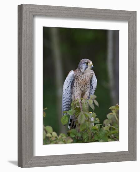 Kestrel, Captive, United Kingdom, Europe-Toon Ann & Steve-Framed Photographic Print