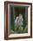 Kestrel, Captive, United Kingdom, Europe-Toon Ann & Steve-Framed Photographic Print