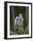 Kestrel, Captive, United Kingdom, Europe-Toon Ann & Steve-Framed Photographic Print