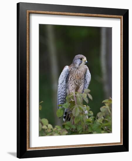 Kestrel, Captive, United Kingdom, Europe-Toon Ann & Steve-Framed Photographic Print