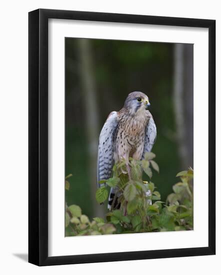 Kestrel, Captive, United Kingdom, Europe-Toon Ann & Steve-Framed Photographic Print