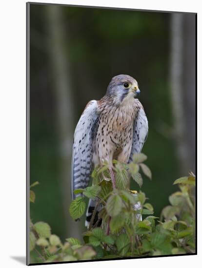 Kestrel, Captive, United Kingdom, Europe-Toon Ann & Steve-Mounted Photographic Print