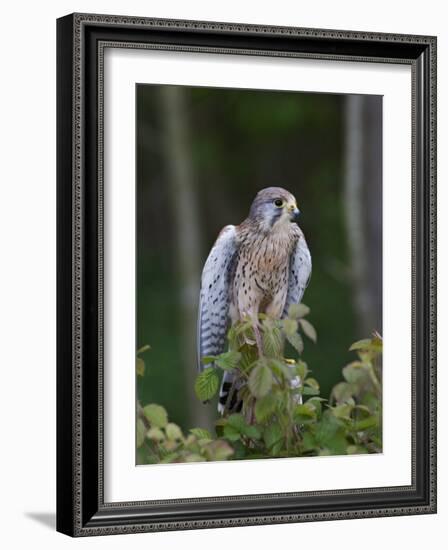 Kestrel, Captive, United Kingdom, Europe-Toon Ann & Steve-Framed Photographic Print