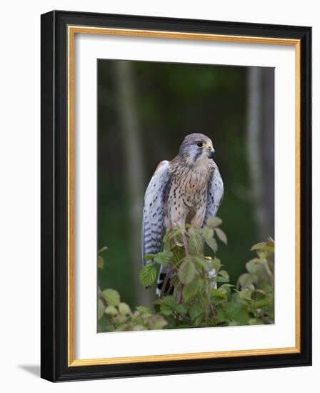 Kestrel, Captive, United Kingdom, Europe-Toon Ann & Steve-Framed Photographic Print