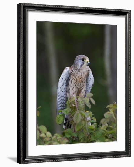 Kestrel, Captive, United Kingdom, Europe-Toon Ann & Steve-Framed Photographic Print