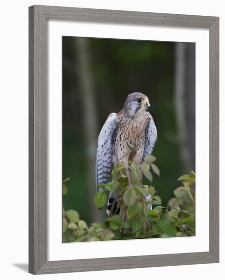 Kestrel, Captive, United Kingdom, Europe-Toon Ann & Steve-Framed Photographic Print