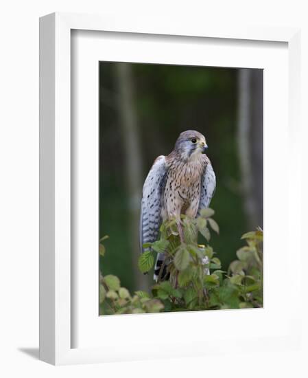 Kestrel, Captive, United Kingdom, Europe-Toon Ann & Steve-Framed Photographic Print