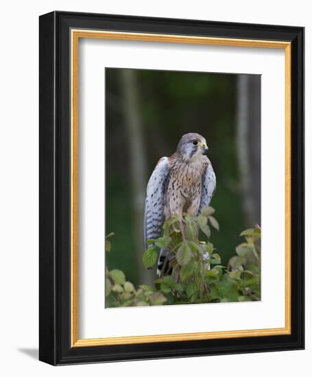 Kestrel, Captive, United Kingdom, Europe-Toon Ann & Steve-Framed Photographic Print