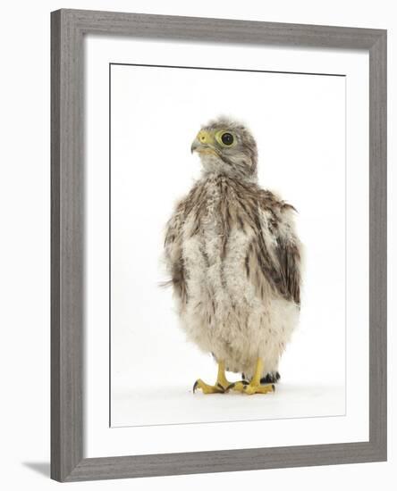 Kestrel (Falco Tinnunculus) Hand-Reared Chick Portrait-Mark Taylor-Framed Photographic Print