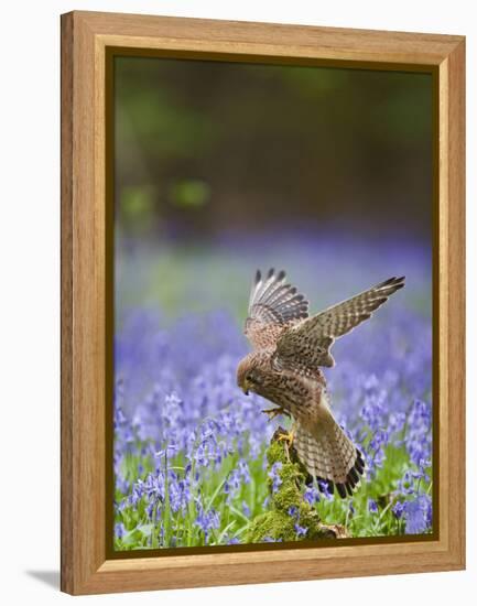 Kestrel Female Landing on Stump in Bluebell Wood-null-Framed Premier Image Canvas