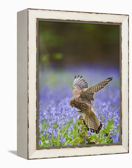 Kestrel Female Landing on Stump in Bluebell Wood-null-Framed Premier Image Canvas