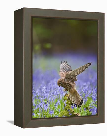 Kestrel Female Landing on Stump in Bluebell Wood-null-Framed Premier Image Canvas