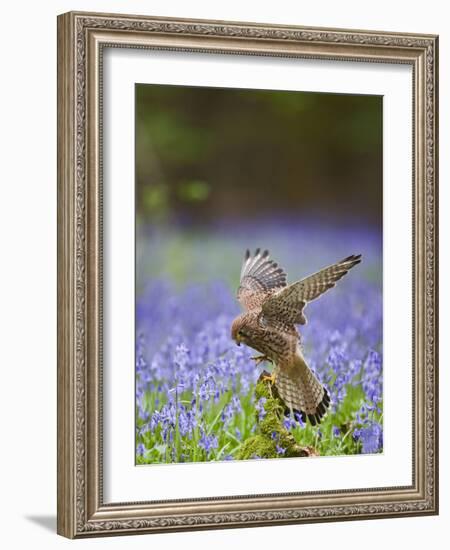 Kestrel Female Landing on Stump in Bluebell Wood-null-Framed Photographic Print