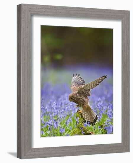 Kestrel Female Landing on Stump in Bluebell Wood-null-Framed Photographic Print