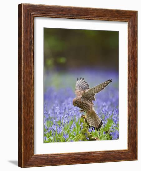 Kestrel Female Landing on Stump in Bluebell Wood-null-Framed Photographic Print