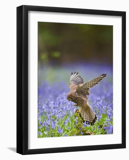 Kestrel Female Landing on Stump in Bluebell Wood-null-Framed Photographic Print