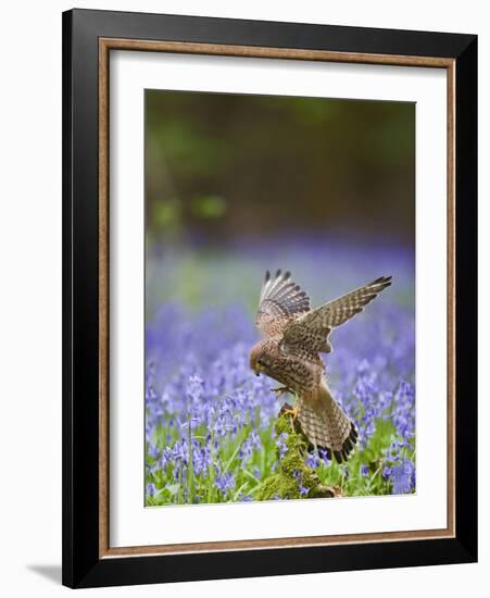 Kestrel Female Landing on Stump in Bluebell Wood-null-Framed Photographic Print