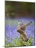 Kestrel Female Landing on Stump in Bluebell Wood-null-Mounted Photographic Print