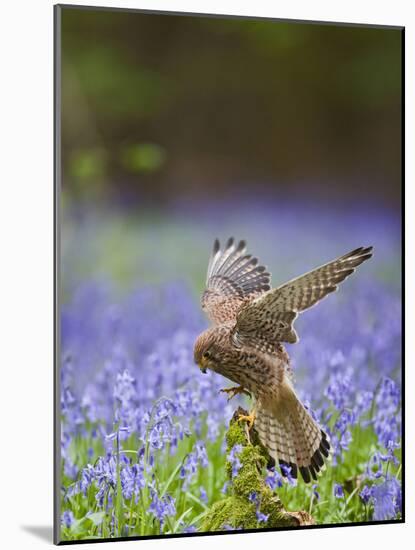 Kestrel Female Landing on Stump in Bluebell Wood-null-Mounted Photographic Print