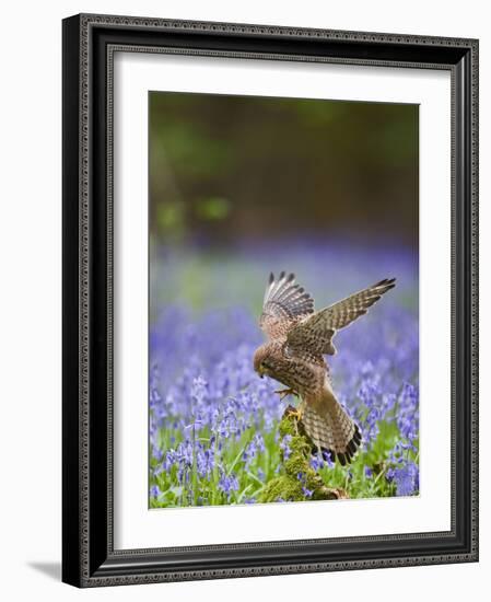 Kestrel Female Landing on Stump in Bluebell Wood-null-Framed Photographic Print