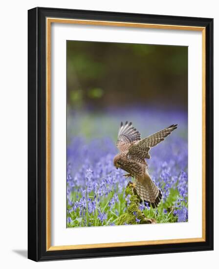 Kestrel Female Landing on Stump in Bluebell Wood-null-Framed Photographic Print