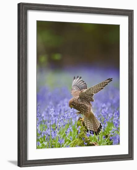 Kestrel Female Landing on Stump in Bluebell Wood-null-Framed Photographic Print