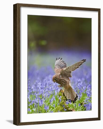 Kestrel Female Landing on Stump in Bluebell Wood-null-Framed Photographic Print