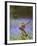 Kestrel Female Landing on Stump in Bluebell Wood-null-Framed Photographic Print
