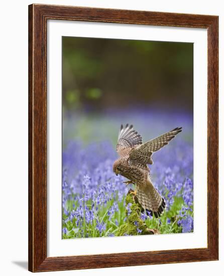 Kestrel Female Landing on Stump in Bluebell Wood-null-Framed Photographic Print