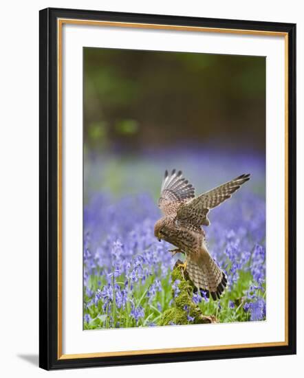 Kestrel Female Landing on Stump in Bluebell Wood-null-Framed Photographic Print