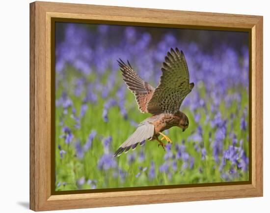 Kestrel Male Hunting in Bluebells-null-Framed Premier Image Canvas