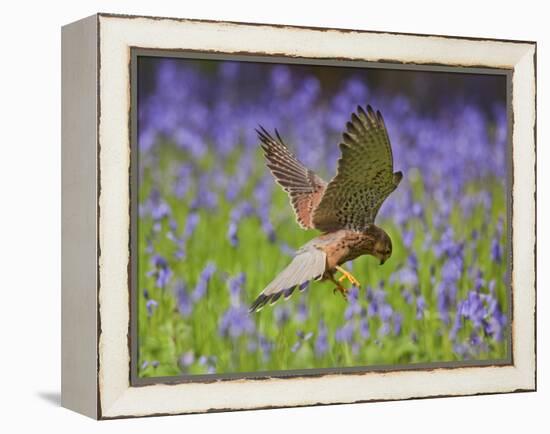 Kestrel Male Hunting in Bluebells-null-Framed Premier Image Canvas