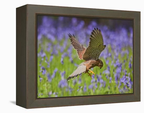 Kestrel Male Hunting in Bluebells-null-Framed Premier Image Canvas