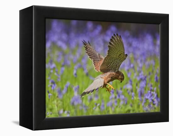 Kestrel Male Hunting in Bluebells-null-Framed Premier Image Canvas