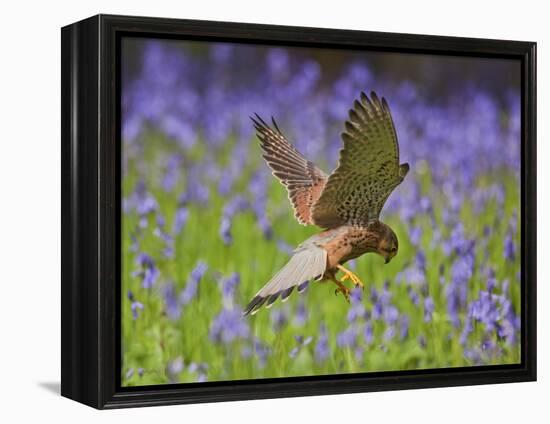 Kestrel Male Hunting in Bluebells-null-Framed Premier Image Canvas