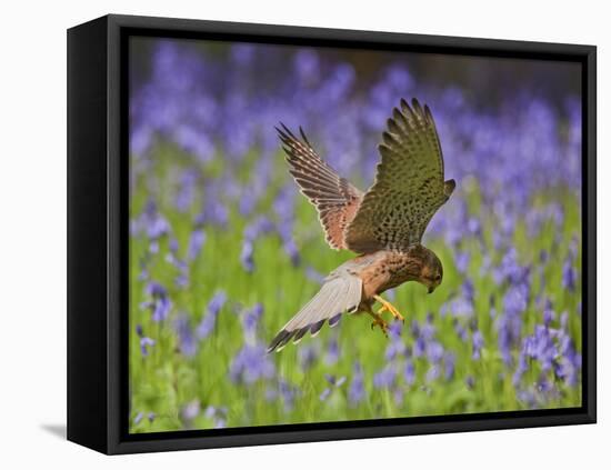 Kestrel Male Hunting in Bluebells-null-Framed Premier Image Canvas