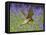 Kestrel Male Hunting in Bluebells-null-Framed Premier Image Canvas