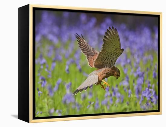 Kestrel Male Hunting in Bluebells-null-Framed Premier Image Canvas