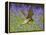 Kestrel Male Hunting in Bluebells-null-Framed Premier Image Canvas