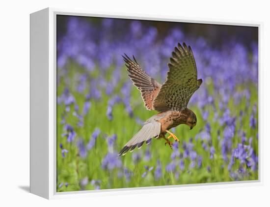 Kestrel Male Hunting in Bluebells-null-Framed Premier Image Canvas