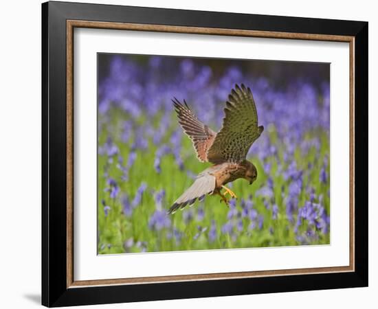 Kestrel Male Hunting in Bluebells-null-Framed Photographic Print