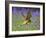 Kestrel Male Hunting in Bluebells-null-Framed Photographic Print