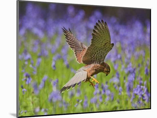 Kestrel Male Hunting in Bluebells-null-Mounted Photographic Print