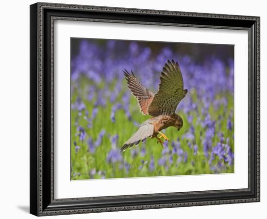 Kestrel Male Hunting in Bluebells-null-Framed Photographic Print