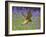 Kestrel Male Hunting in Bluebells-null-Framed Photographic Print